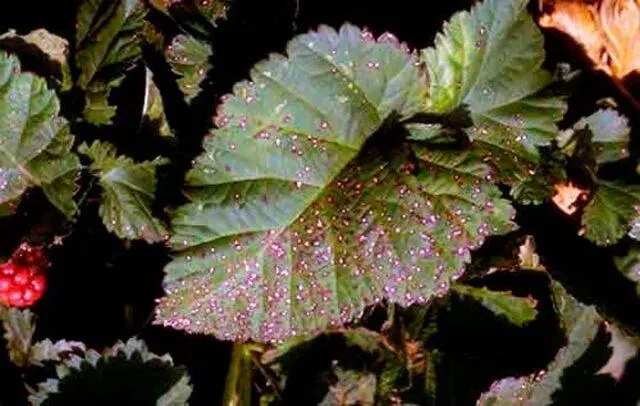 White spots on raspberries: what is it, how to process, reason, photo