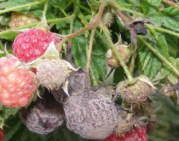 White spots on raspberries: what is it, how to process, reason, photo