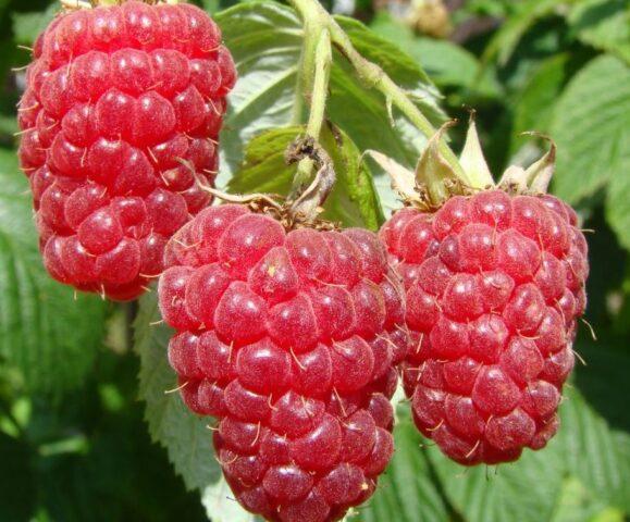 White spots on raspberries: what is it, how to process, reason, photo