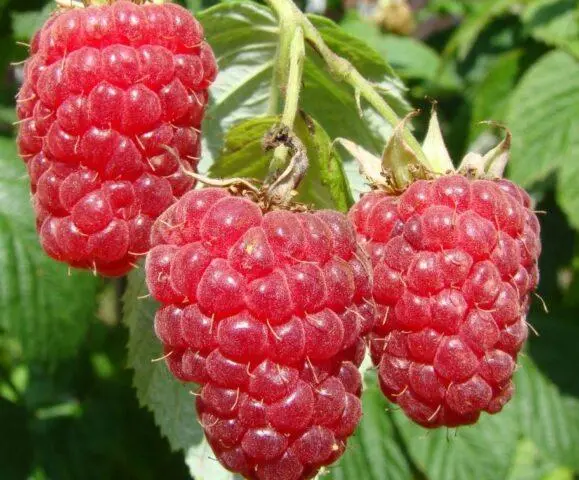 White spots on raspberries: what is it, how to process, reason, photo