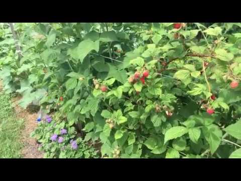 White spots on raspberries: what is it, how to process, reason, photo