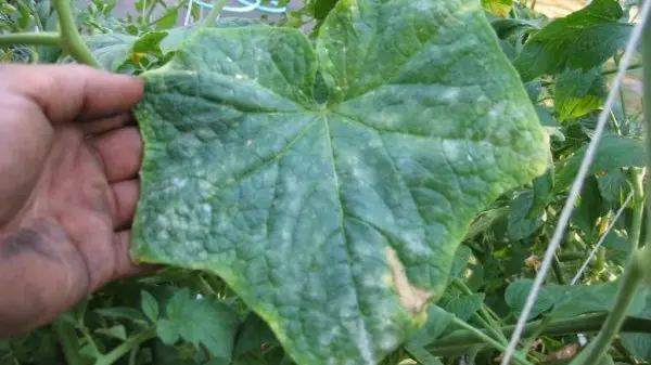 White spots on the leaves of zucchini: how to get rid of?