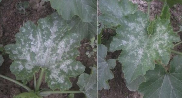 White spots on the leaves of zucchini: how to get rid of?