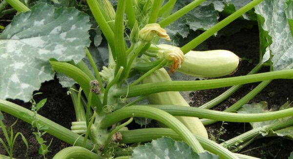 White spots on the leaves of zucchini: how to get rid of?