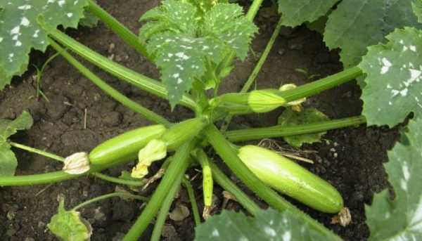 White spots on the leaves of zucchini: how to get rid of?