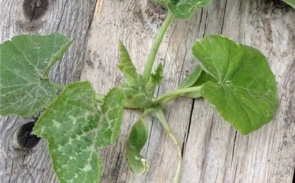 White spots on the leaves of zucchini: how to get rid of?