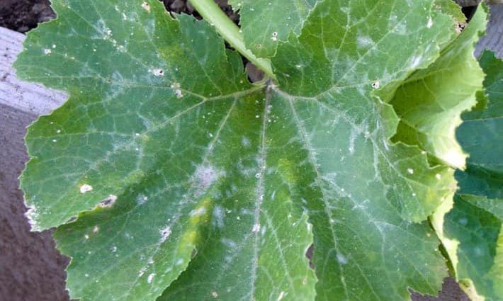 White spots on the leaves of zucchini: how to get rid of?