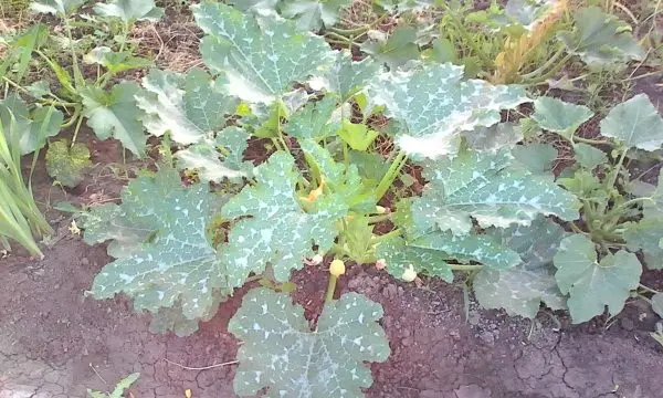 White spots on the leaves of zucchini: how to get rid of?