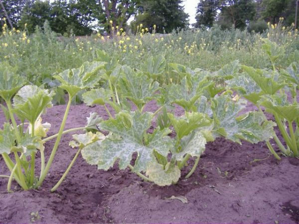 White spots on the leaves of zucchini: how to get rid of?