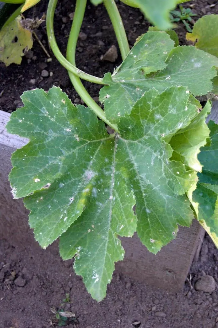 White spots on the leaves of zucchini: how to get rid of?