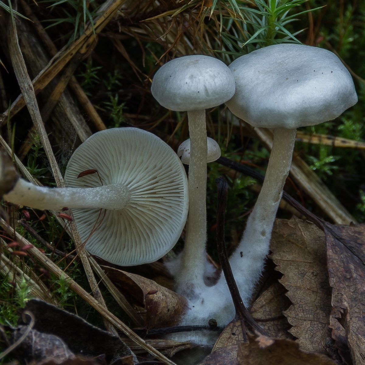 White talker (Leucocybe candicans) photo and description