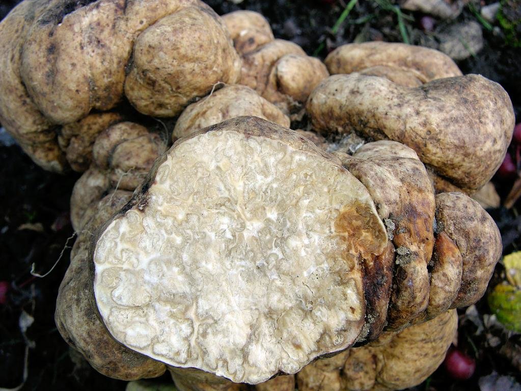 White truffle (Choiromyces meandriformis) photo and description