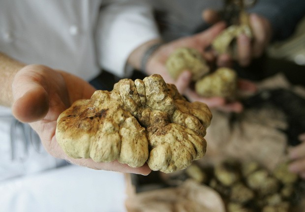 White truffle in Our Country: where it grows, how to cook, photo and video