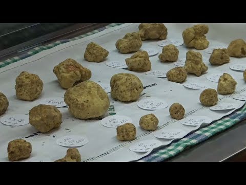 White truffle in Our Country: where it grows, how to cook, photo and video