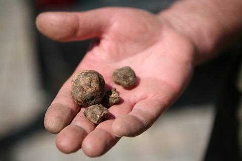 White truffle in Our Country: where it grows, how to cook, photo and video