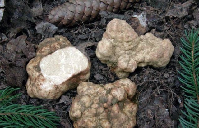 White truffle in Our Country: where it grows, how to cook, photo and video