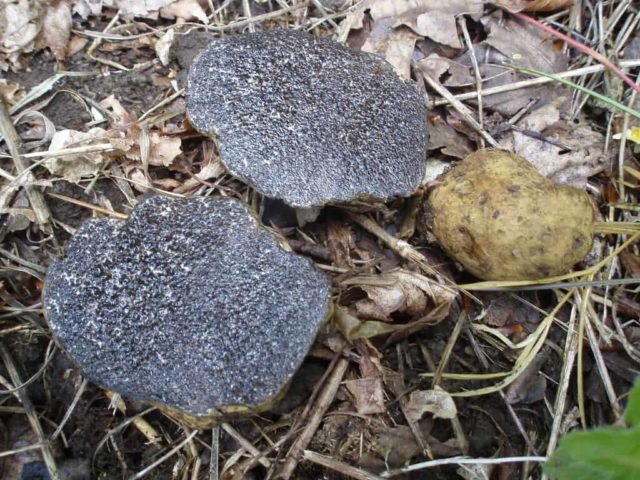 White truffle in Our Country: where it grows, how to cook, photo and video