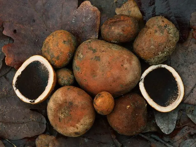 White truffle in Our Country: where it grows, how to cook, photo and video