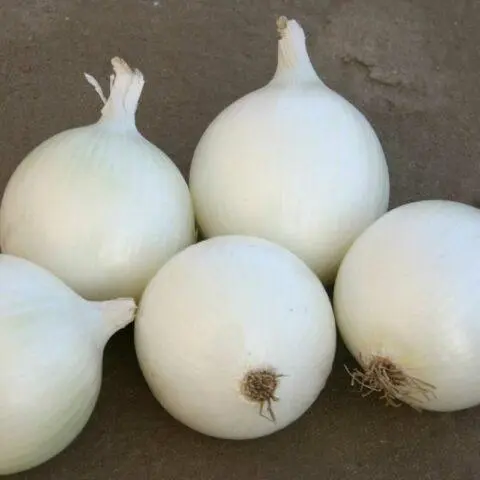 White varieties of onion sets