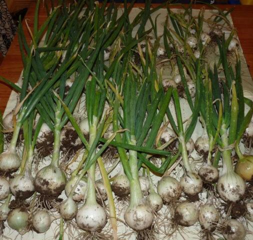 White varieties of onion sets