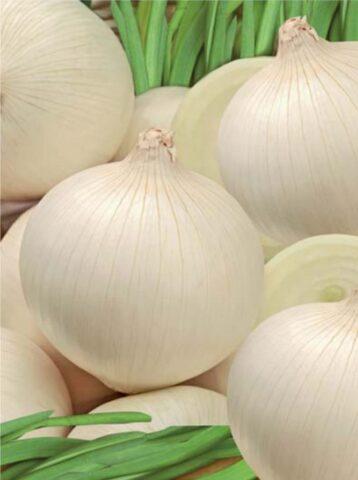 White varieties of onion sets