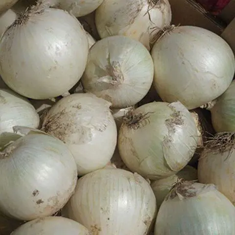 White varieties of onion sets