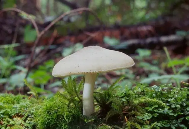 White whip mushroom: photo and description