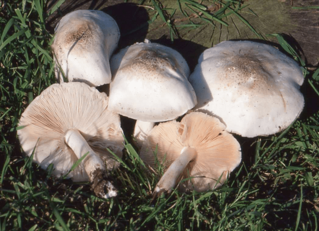 White whip mushroom: photo and description