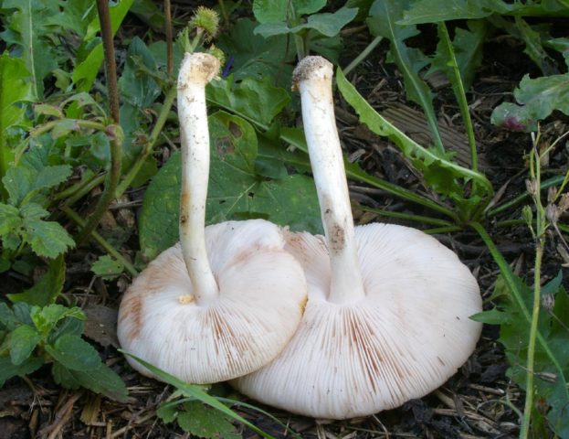 White whip mushroom: photo and description