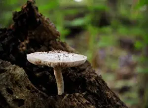 White whip mushroom: photo and description