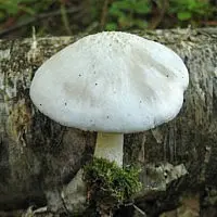 White whip mushroom: photo and description