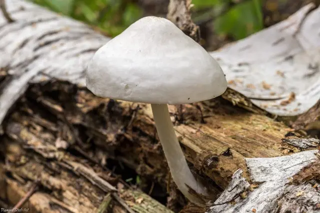 White whip mushroom: photo and description