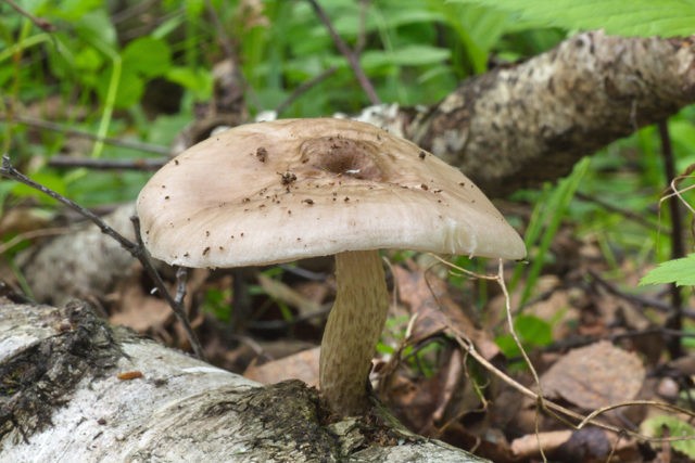 White whip mushroom: photo and description