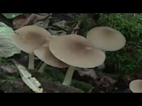 White whip mushroom: photo and description