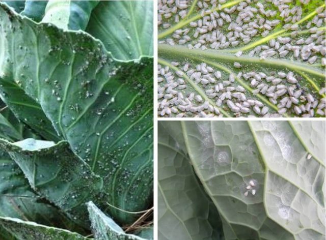 Whitefly on cabbage: how to get rid of folk and chemical means