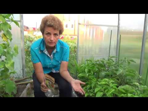 Whitefly on cabbage: how to get rid of folk and chemical means