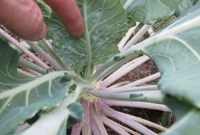 Whitefly on cabbage: how to get rid of folk and chemical means