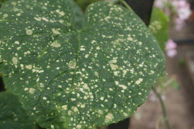 Whitefly (white midges) on cucumbers: how to fight, what to do, what it looks like, reviews