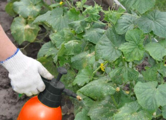 Whitefly (white midges) on cucumbers: how to fight, what to do, what it looks like, reviews