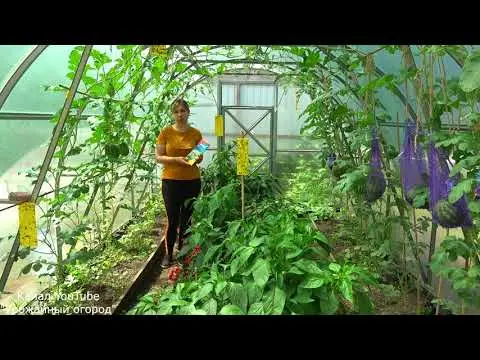 Whitefly (white midges) on cucumbers: how to fight, what to do, what it looks like, reviews