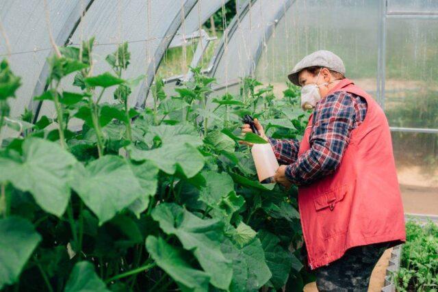 Whitefly (white midges) on cucumbers: how to fight, what to do, what it looks like, reviews