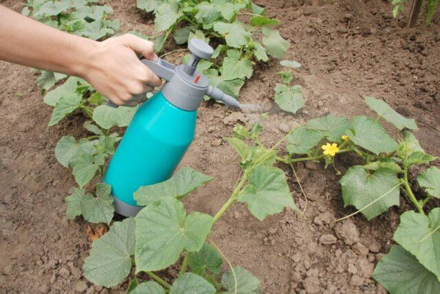 Whitefly (white midges) on cucumbers: how to fight, what to do, what it looks like, reviews