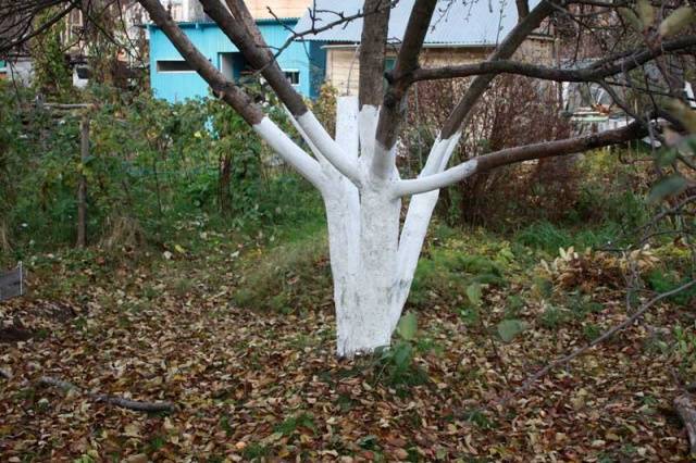 Whitewashing apple trees in autumn: composition