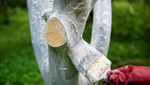 Whitewashing apple trees in autumn: composition