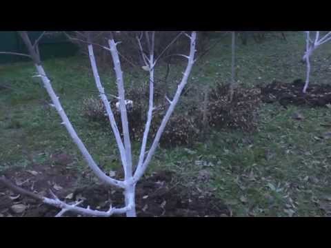 Whitewashing apple trees in autumn: composition