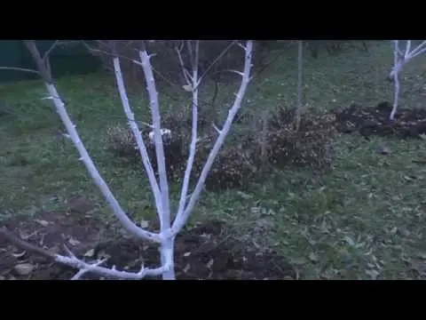 Whitewashing apple trees in autumn: composition