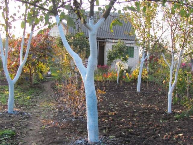 Whitewashing apple trees in autumn: composition