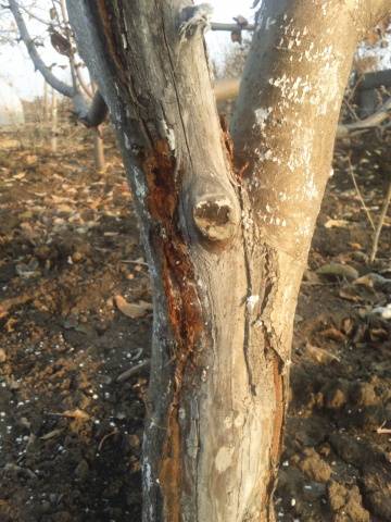 Whitewashing apple trees in autumn: composition