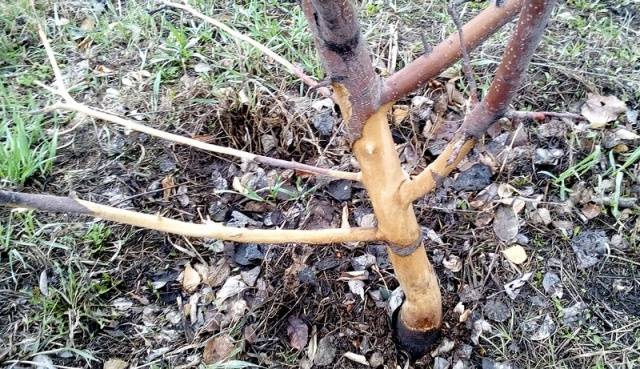 Whitewashing apple trees in autumn: composition