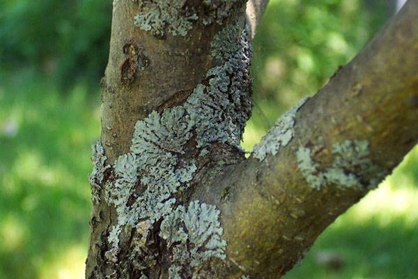 Whitewashing apple trees in autumn: composition